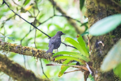 Turdus plebejus