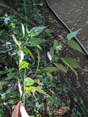 Justicia costaricana