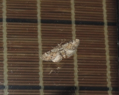 Eupithecia anticaria