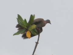 Patagioenas
