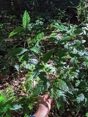 Justicia costaricana