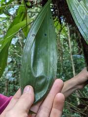 Xylobium elongatum