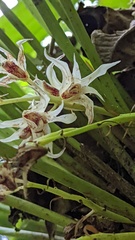 Xylobium elongatum