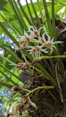 Xylobium elongatum
