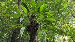 Xylobium elongatum