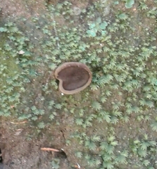 Galactinia