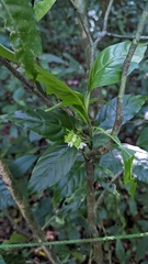 Justicia costaricana