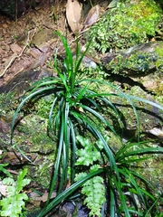 Carex sociata