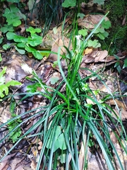 Carex sociata