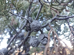 Cupressus nevadensis