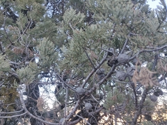 Cupressus nevadensis