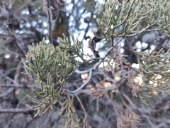 Cupressus nevadensis