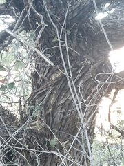 Cupressus nevadensis