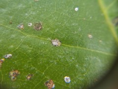 Cephaleuros virescens