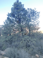 Cupressus nevadensis