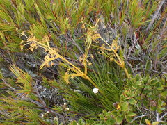 Aciphylla montana