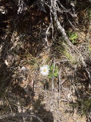 Brachyscome tenuiscapa