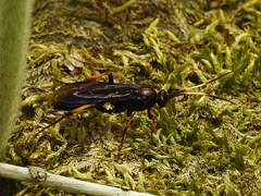 Ichneumon centrator