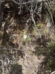 Brachyscome tenuiscapa