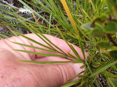 Aciphylla montana