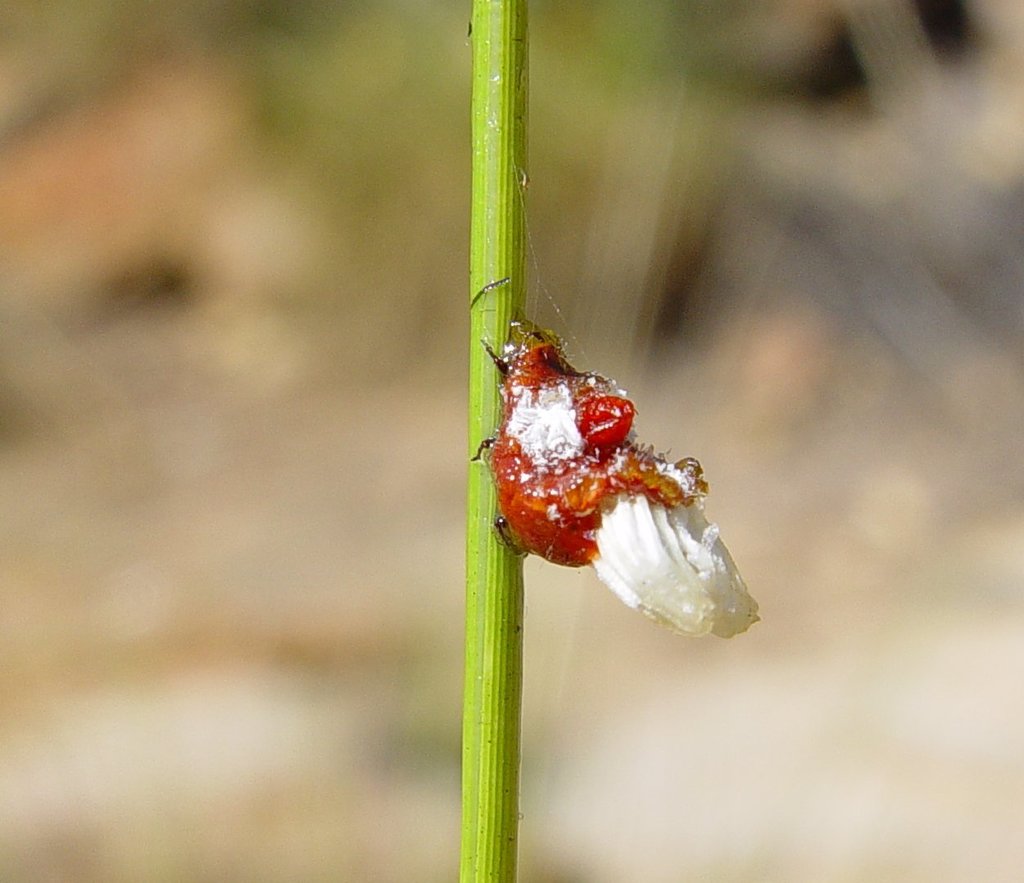 Cushion Scale Insects from Wunaamin Miliwundi Ranges WA 6728, Australia ...
