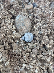 Cupressus nevadensis