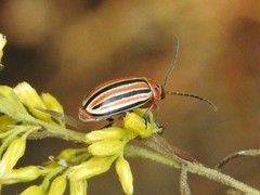 Disonycha punctigera