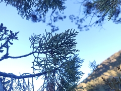 Cupressus nevadensis