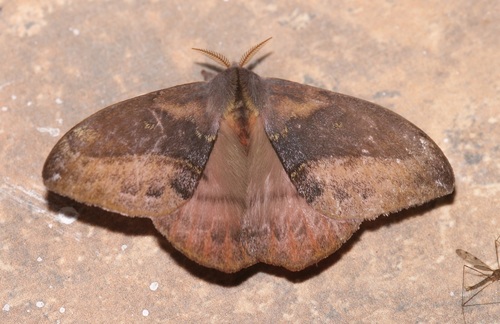 Hylesia aeneides