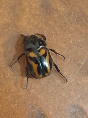 Oryctomorphus bimaculatus