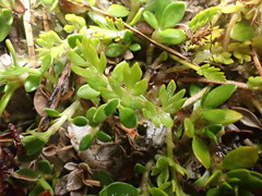 Chaerophyllum colensoi