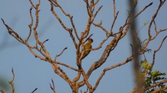 Piculus chrysochloros