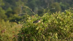 Porphyrio flavirostris