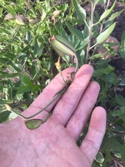 Calochortus catalinae