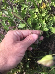 Calochortus catalinae