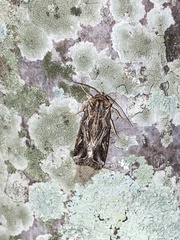 Spodoptera pulchella