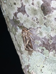 Spodoptera pulchella