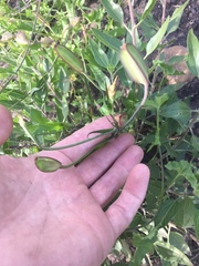 Calochortus catalinae