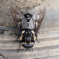 Triclista guttata