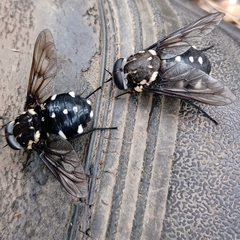 Triclista guttata