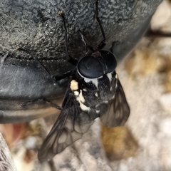 Triclista guttata