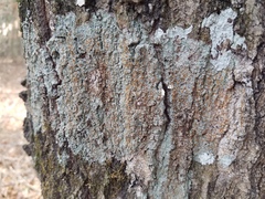 Brigantiaea leucoxantha