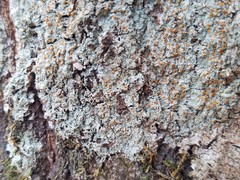 Brigantiaea leucoxantha