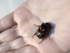 Oryctomorphus bimaculatus