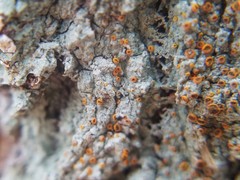 Brigantiaea leucoxantha