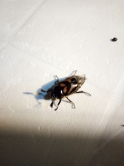 Oryctomorphus bimaculatus