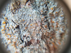 Brigantiaea leucoxantha