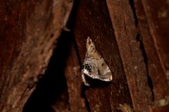 Hylebatis scintillifera