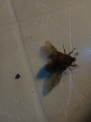 Oryctomorphus bimaculatus