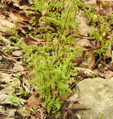 Cystopteris bulbifera